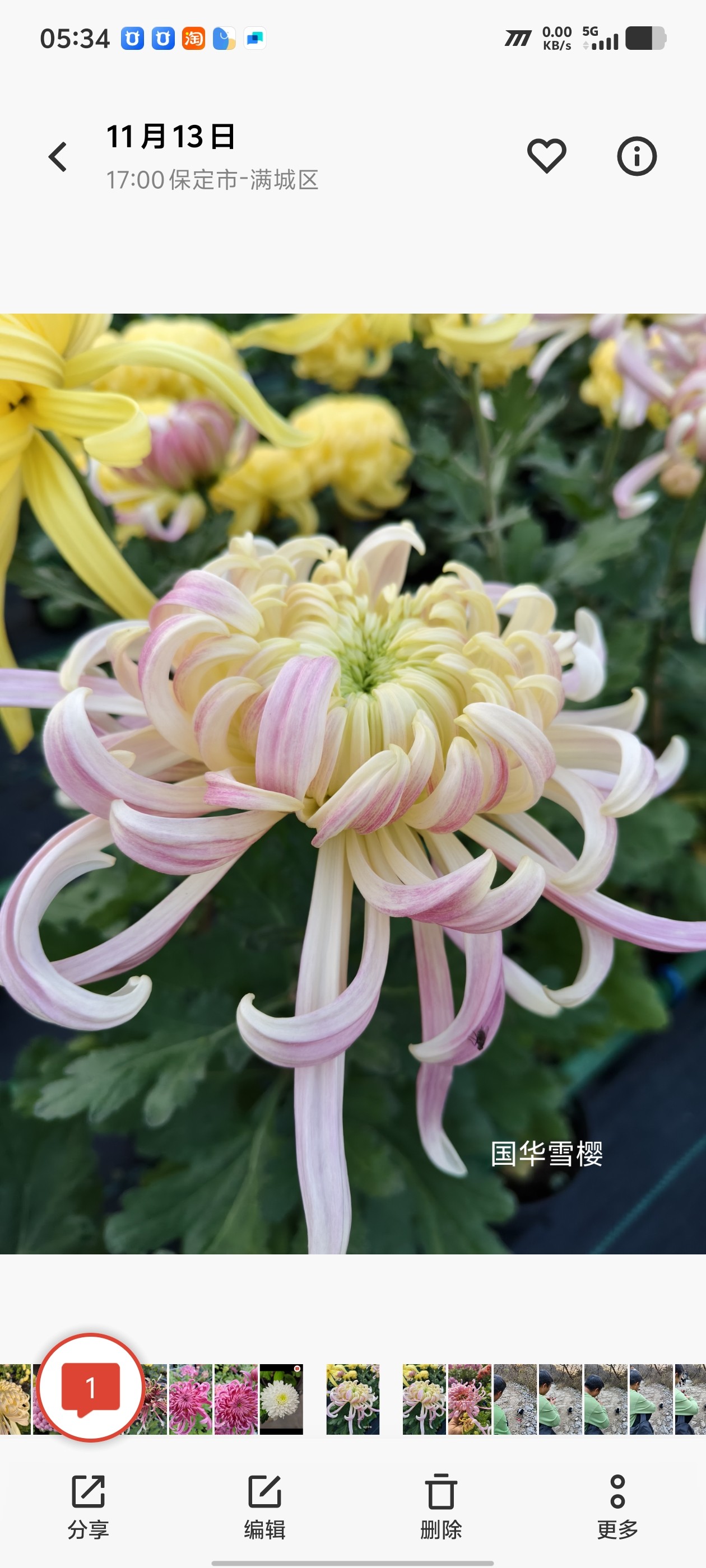 （东篱园艺）国菊粉面佳人国华初樱国华圣者盆栽秋季花卉耐寒耐热,鲜花速递/花卉仿真/绿植园艺,时令草本花卉,淘宝优惠券,粉丝福利购,淘宝优惠卷