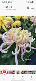 (东篱园艺)国菊粉面佳人国华初樱国华圣者盆栽秋季花卉耐寒耐热