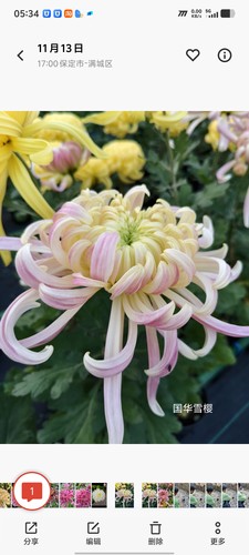 （东篱园艺）国菊粉面佳人国华初樱国华圣者盆栽秋季花卉耐寒耐热