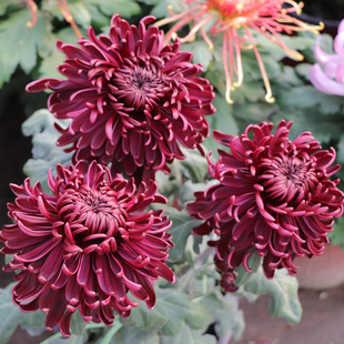 东篱园艺 墨王精品大花菊花对版秋菊穴盘苗阳台庭院多年生花卉