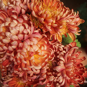 东篱园艺秋冬季 菊花大花小菊食用菊福利耐寒好养对版 盆栽地栽花卉