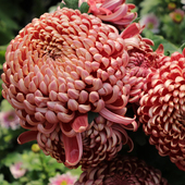 东篱园艺雨后彩虹大花新品 菊花对版 盆栽地栽穴盘苗多年生阳台花卉