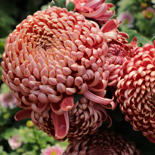 包对版多年生阳台花卉