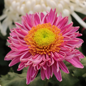 东篱园艺五彩光环大花新品 菊花对版 盆栽地栽穴盘苗多年生阳台花卉