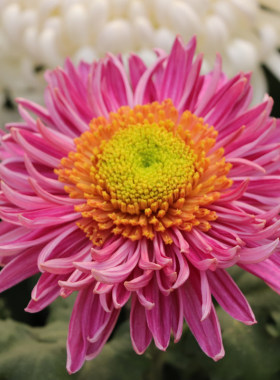 园艺五彩菊花盆栽地栽穴盘苗新品