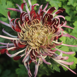 东篱园艺灰鸽，碧玉勾盘大花新品菊花颜色奇特对版多年生花卉