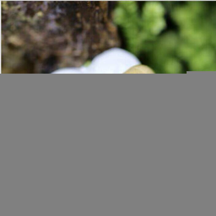 【泰和】草本 自然 pi 为后天之本