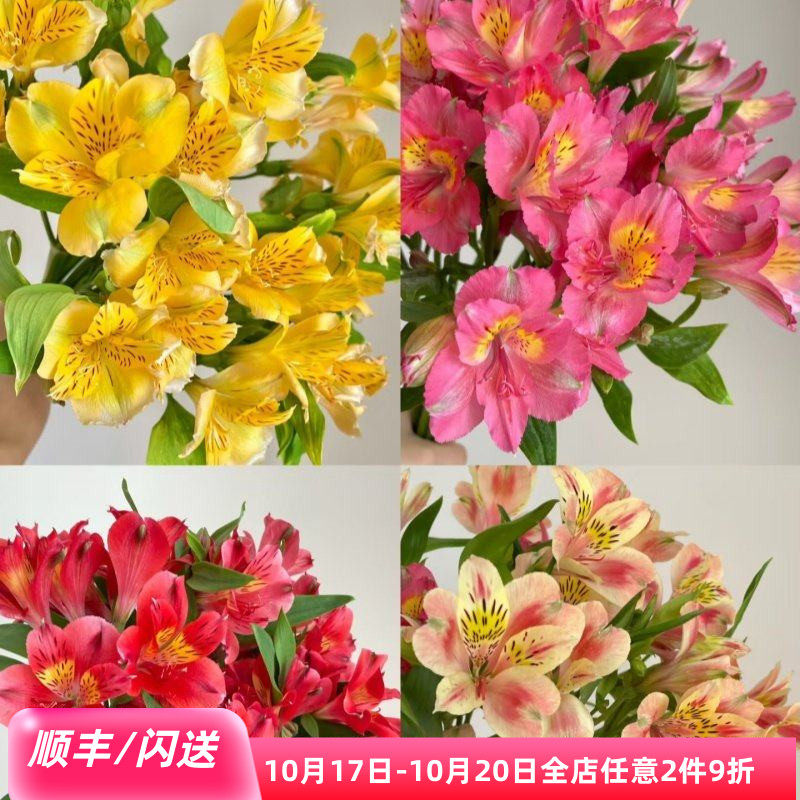 粉色六出花水仙百合花期长多瓣