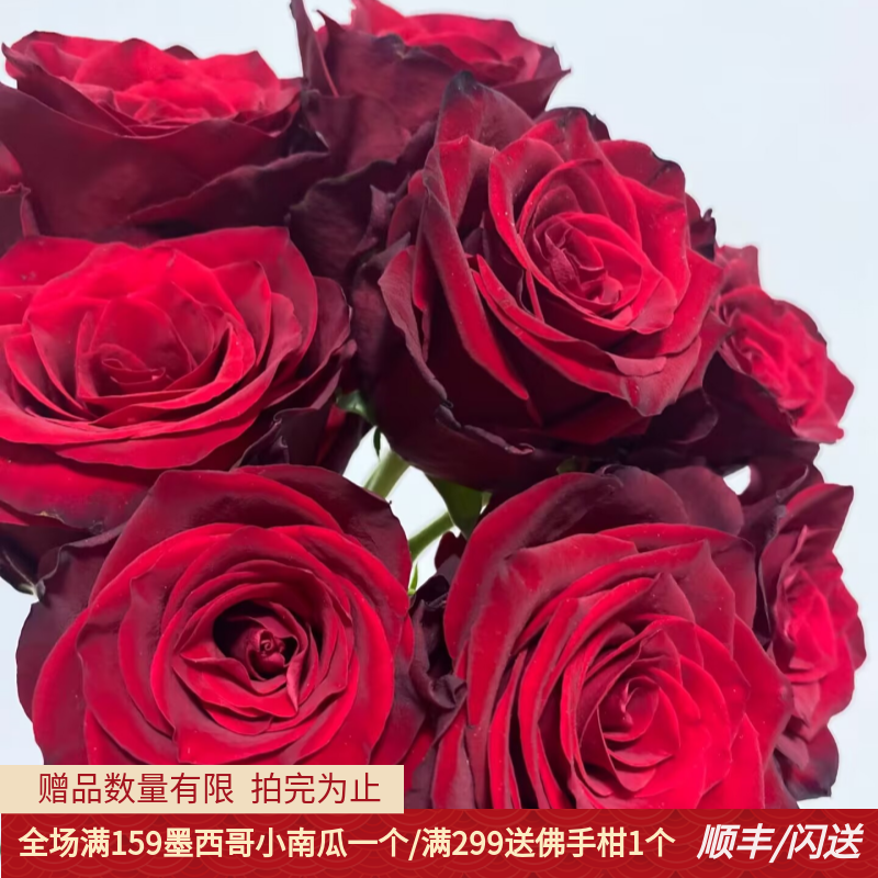 厄瓜多尔大头玫瑰暗红生日礼物