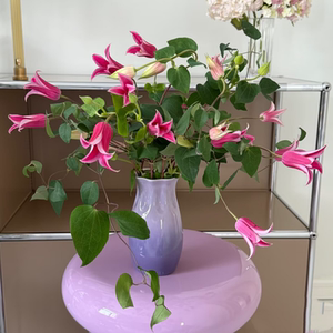 高端铁线莲鲜切花10枝北京直批
