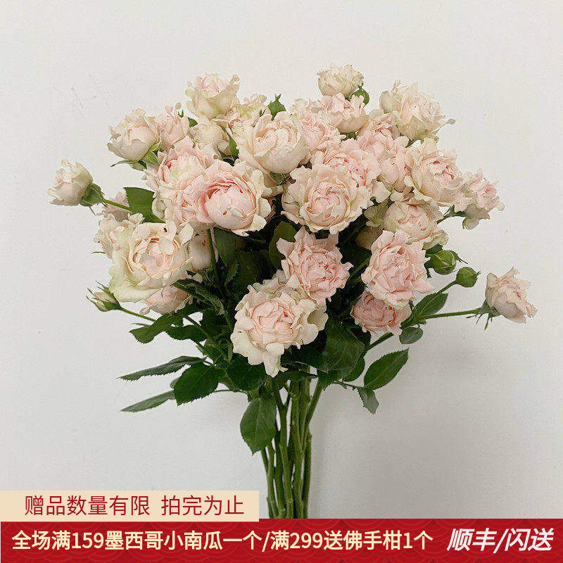 8枝苏芬家用水养鲜花闺蜜礼物