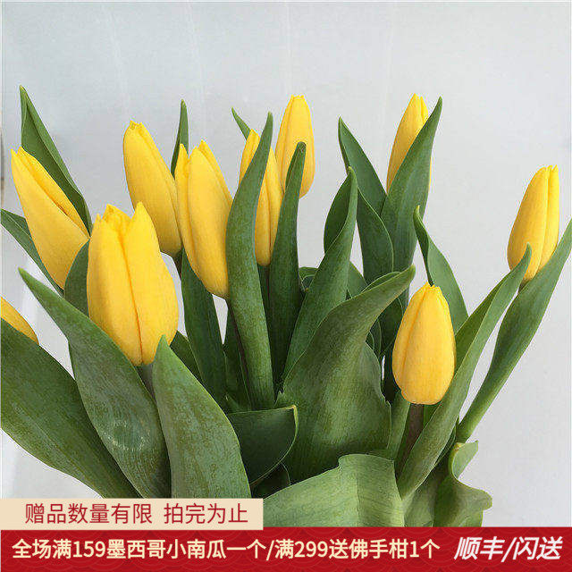 荷兰进口亮黄色郁金香家庭水养花