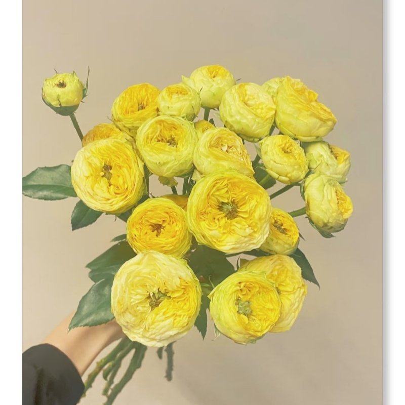 金色潮流多头玫瑰鲜花10枝