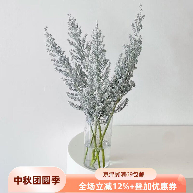 地肤草鲜花搭配花材一扎5枝