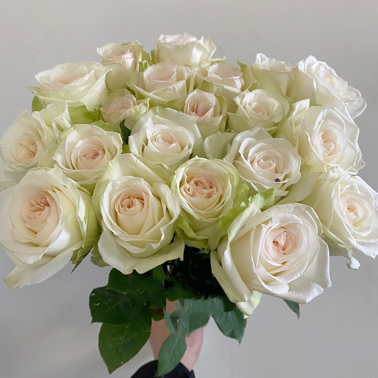 柔美系鲜花 A级白荔枝玫瑰鲜切花 卷花心含香味 清新养眼鲜花速递