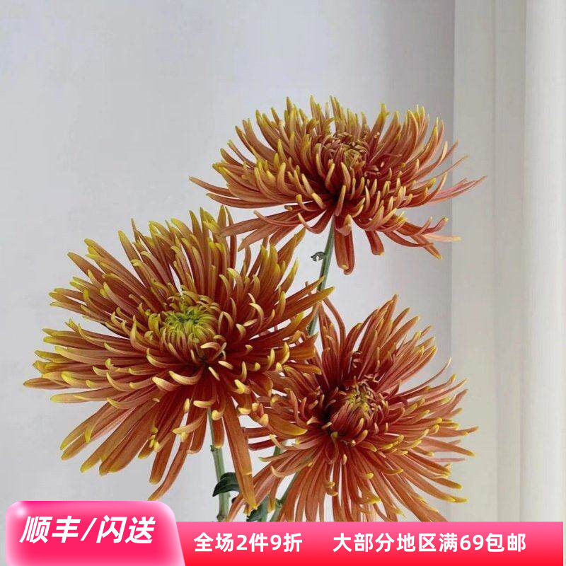 安娜菊大朵烟花菊线菊花期10枝