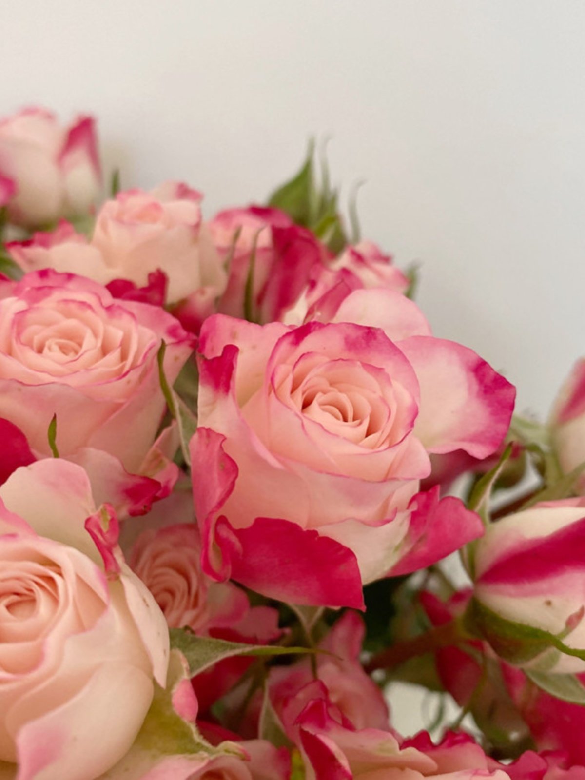 多新鲜 养红头花卉 蜜 折头眼甜白蔷薇相间多清新北京鲜花玫瑰射