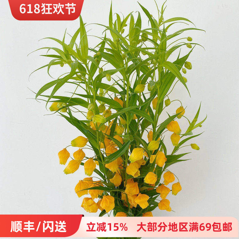 进口鲜切花 宫灯百合 一扎10枝 精髓花卉 优雅插花观赏 鲜花闪送