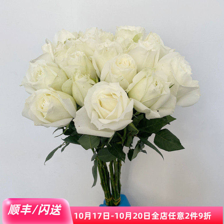 新鲜洁白玫瑰大头白色鲜花坦尼克