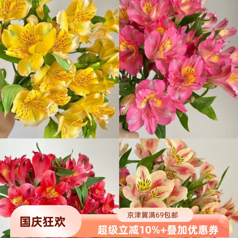粉色六出花水仙百合花期长多瓣