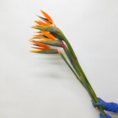 天堂鸟鲜切花 高端花篮插花 鹤望兰 大鸟鲜花 DIY花艺 同城直送