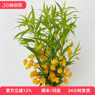 进口鲜切花 宫灯百合 一扎10枝 精髓花卉 优雅插花观赏 鲜花闪送