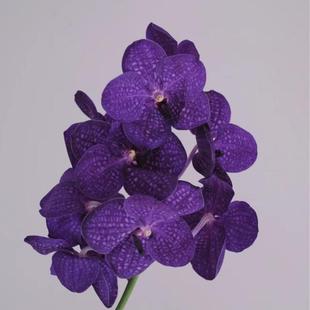 饰花束搭配鲜花速递 胡姬兰鲜切花家用办公室水养瓶插花婚礼布景装