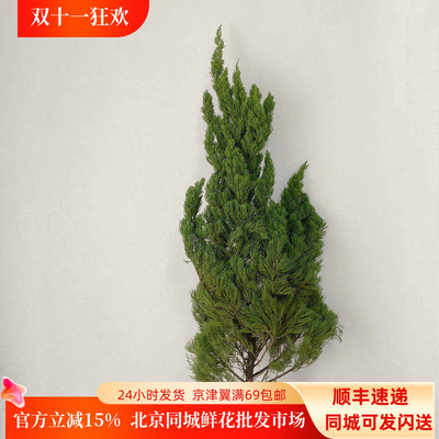 龙柏松圣诞节装饰屹立不倒鲜切枝