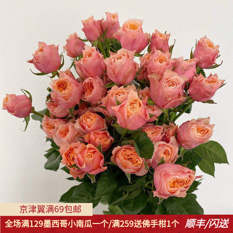 北京直送粉色蝴蝶玫瑰鲜切花10枝