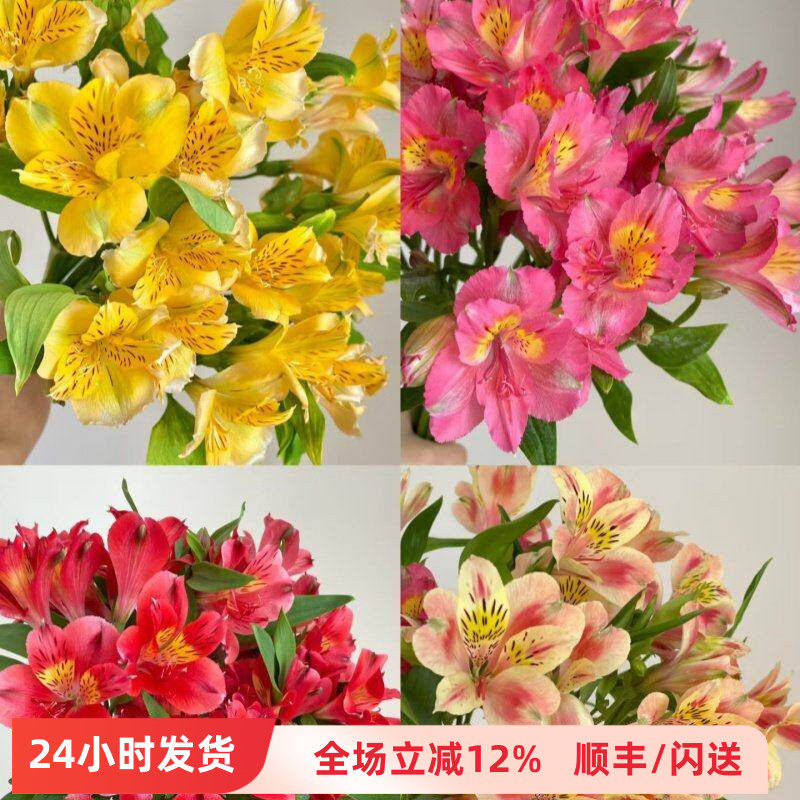 进口鲜花粉色六出花水仙百合年宵花 赏心悦目 家庭DIY花艺插花