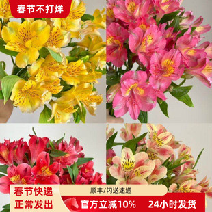 进口鲜花粉色六出花水仙百合年宵花 赏心悦目 家庭DIY花艺插花