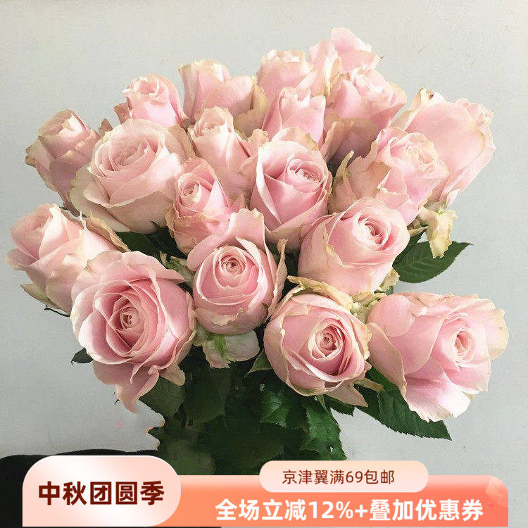 柔美系鲜花粉雪山家庭新鲜玫瑰花