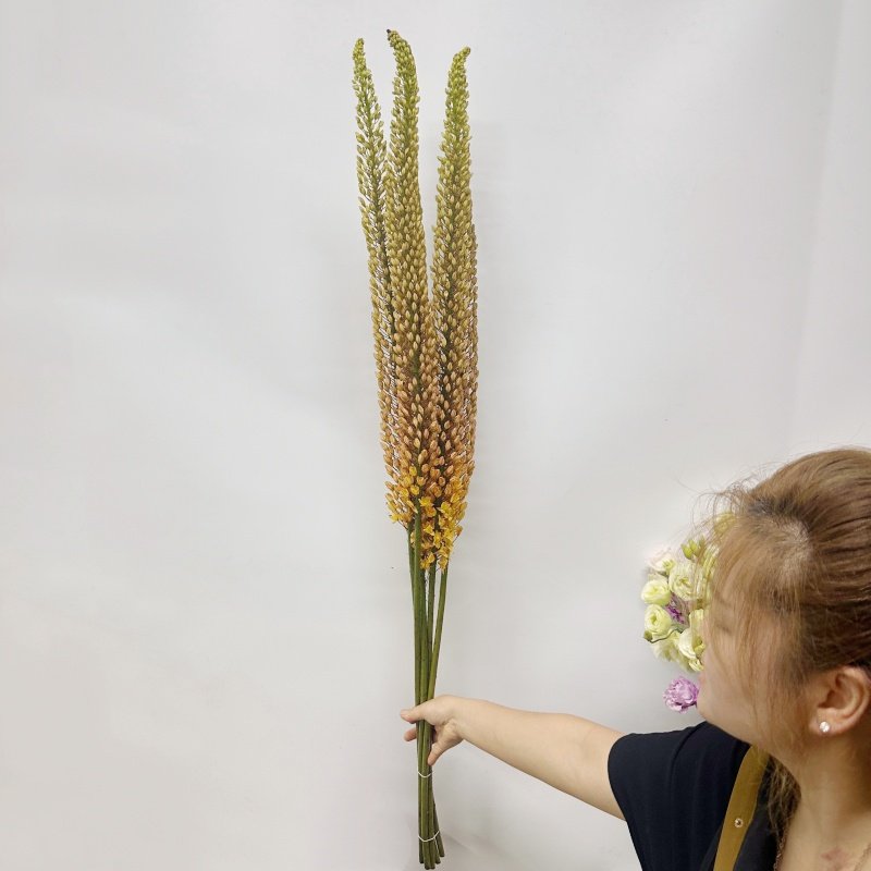 狐尾百合鲜花荷兰进口一束5枝