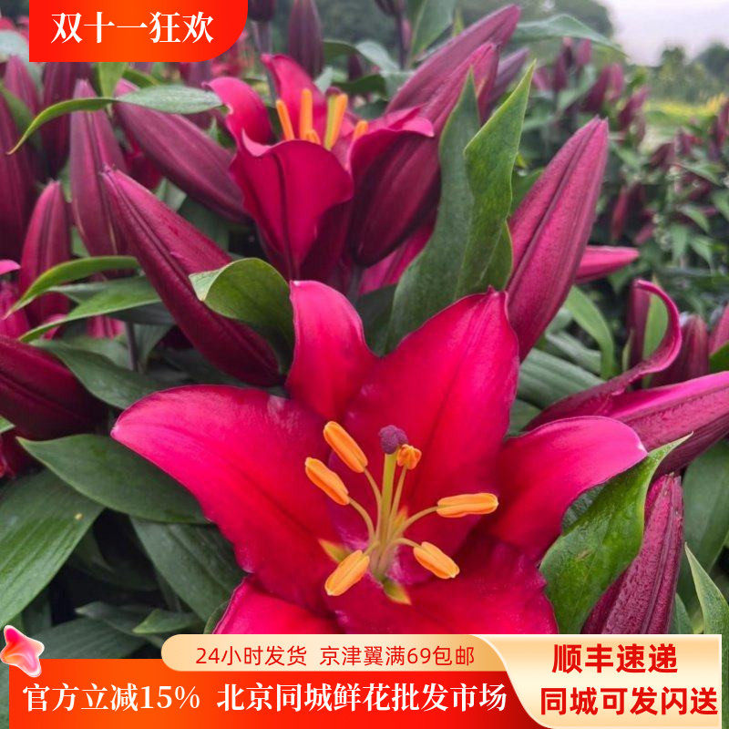 紫蒂百合鲜花10枝大朵深色速递