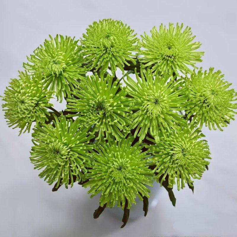 清新绿烟花菊大朵10枝安娜菊线菊