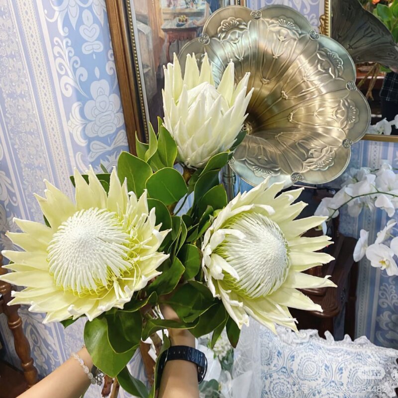 白色帝王花礼盒高端花艺