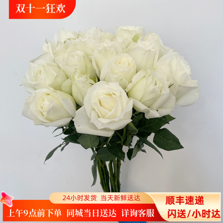新鲜洁白玫瑰大头白色鲜花坦尼克