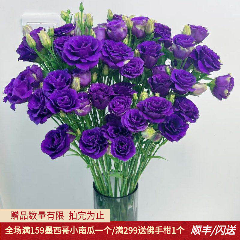 新鲜紫色洋桔梗龙胆鲜切花10枝