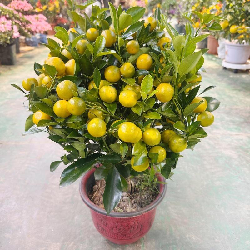 带果桔子盆栽植物观赏花开