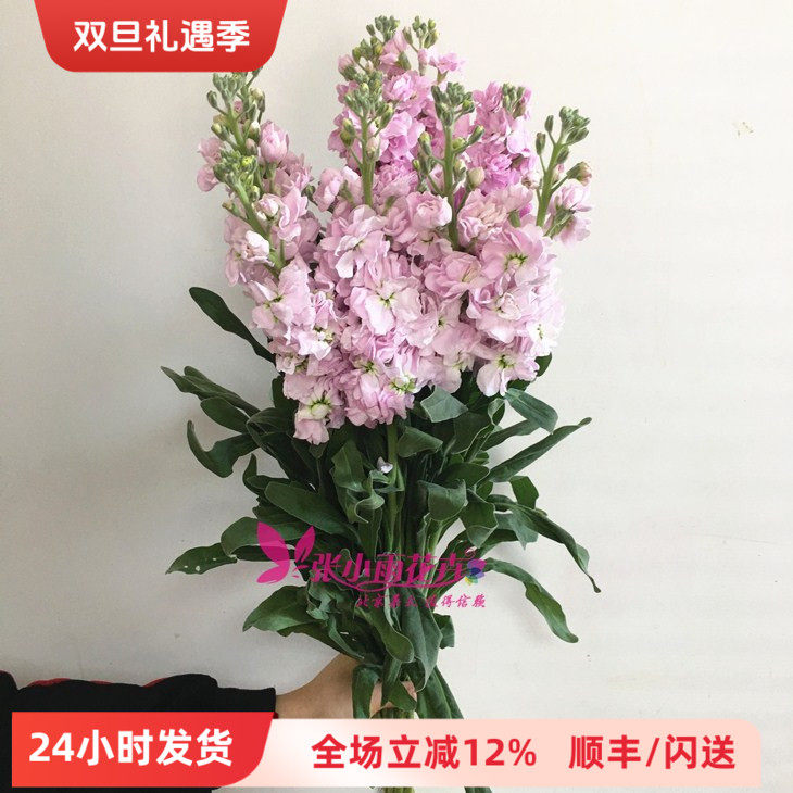 鲜花北京同城 紫罗兰鲜切花香味型花卉办公室婚庆婚礼插花速递