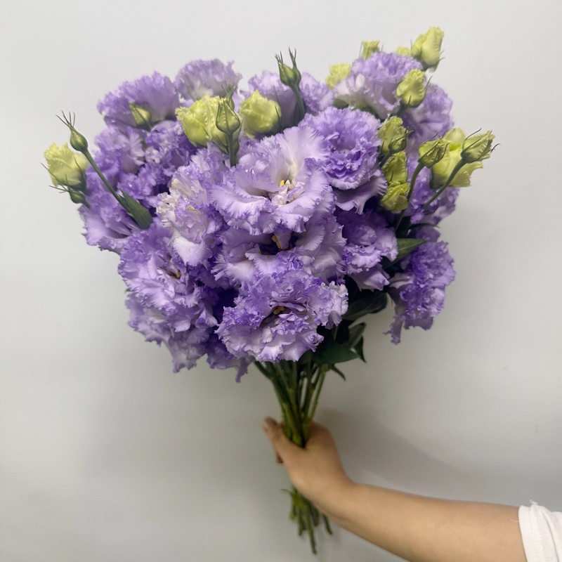 紫色波浪洋桔梗鲜切花 龙胆一扎8枝北京同城直送水瓶插花花艺美学