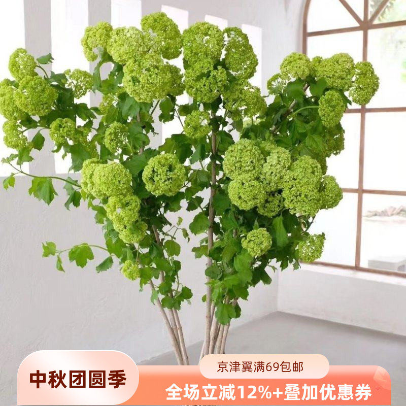 绿木绣球绿色清新一束5枝鲜花