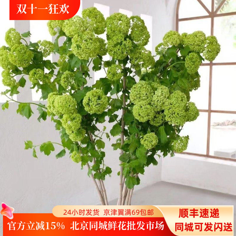 绿木绣球绿色清新一束5枝鲜花