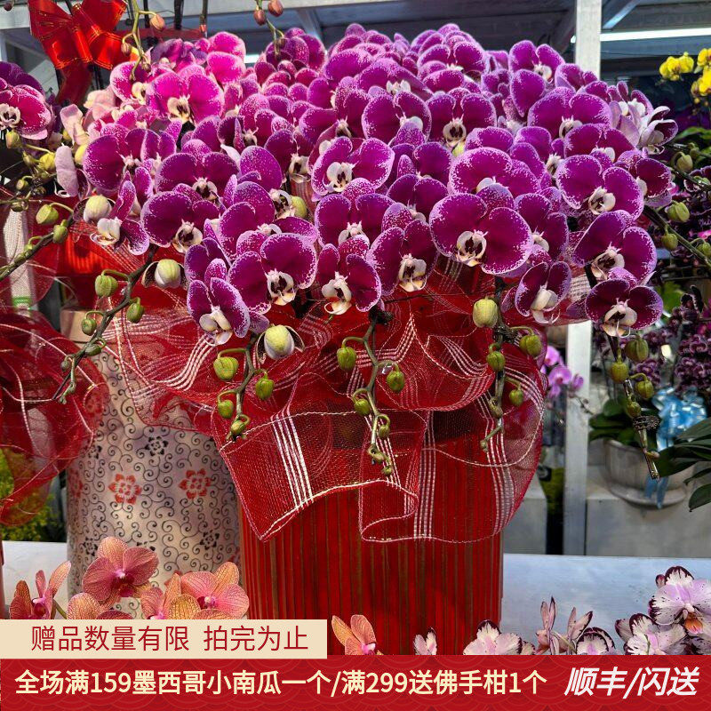 蝴蝶兰盆景绿植盆栽春节送礼盆栽