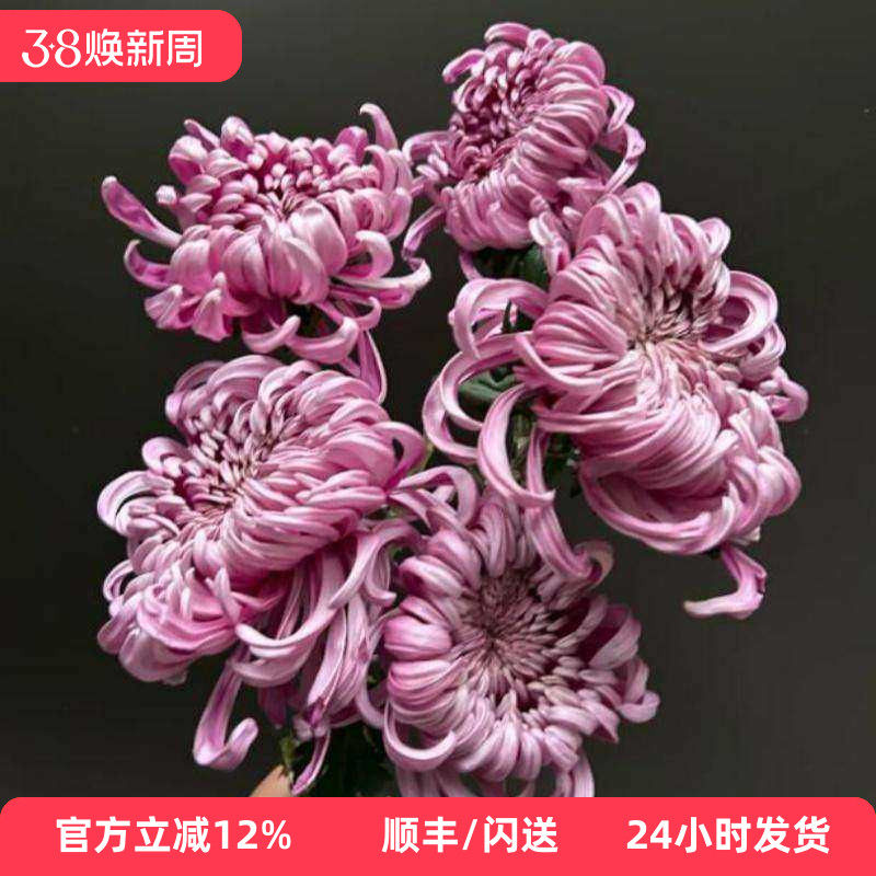 进口大菊超大花朵一扎5枝水瓶插花diy花艺 婚礼鲜花拍摄 同城速递