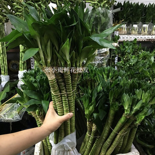 绿植绿叶绿草大全 罗汉竹 多头竹 水培植物 龙竹 办公室 DIY插花