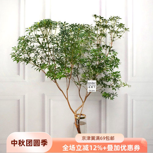 进口马醉木水培植物吊钟绿植鲜切