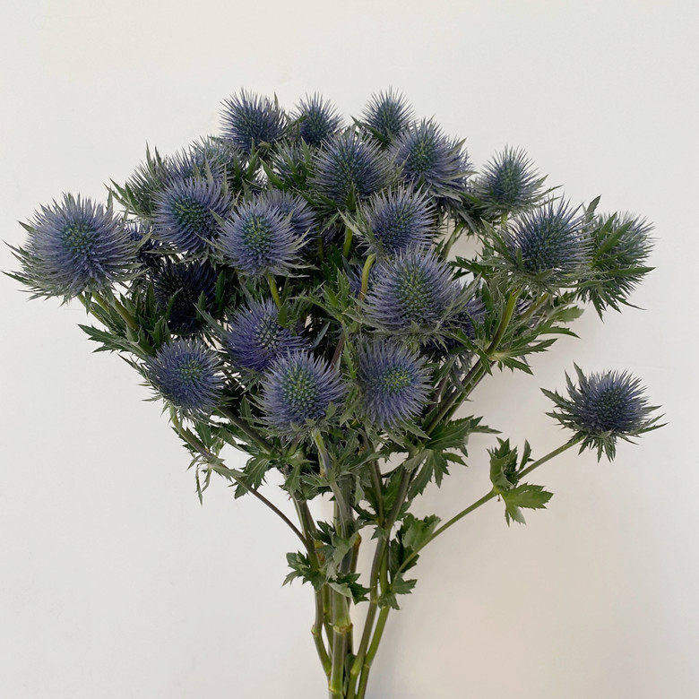 进口鲜花 蓝刺芹鲜切花 花期长花艺插花 一束10枝 可做干花 速递