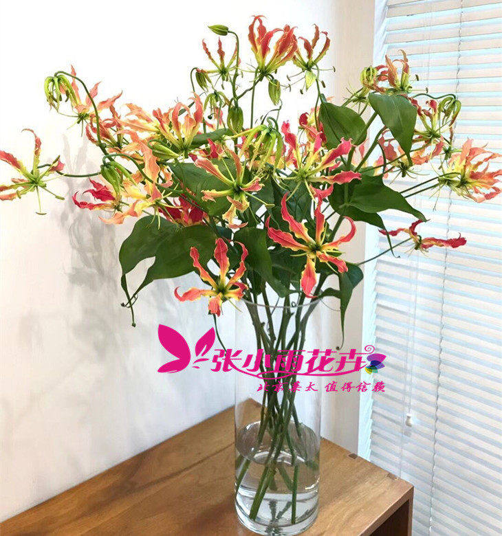 嘉兰花10枝鲜切花鲜花礼物