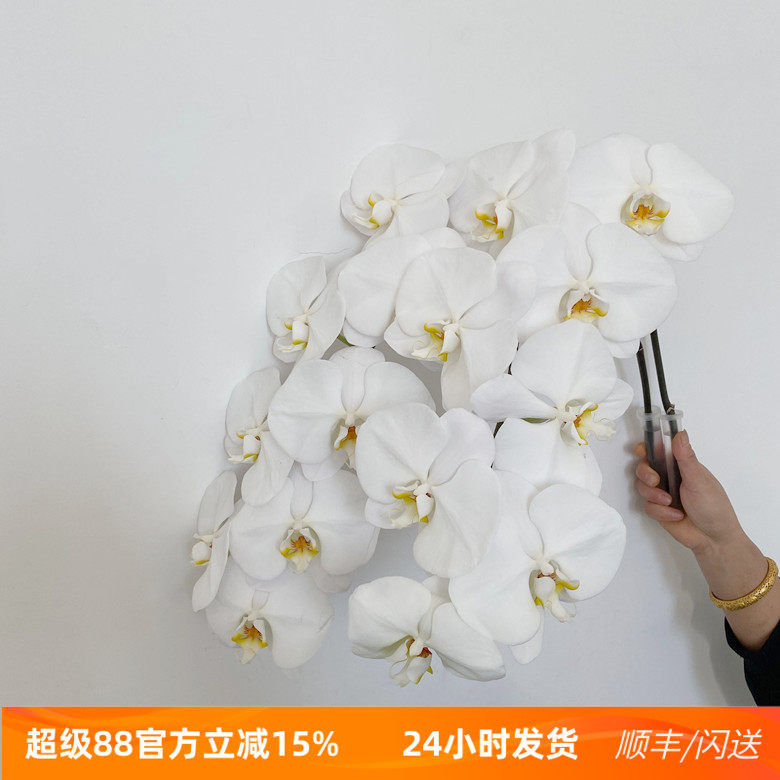 优质特A级 大白蝴蝶兰鲜切花 雪白花瓣DIY花艺插花 北京鲜花速递